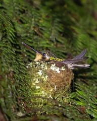 Lampornis castaneoventris