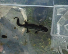 Triturus carnifex
