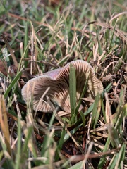 Lactarius paradoxus