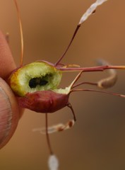 Heliophila variabilis
