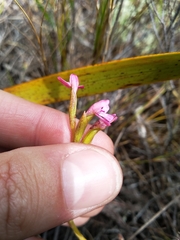 Disa vaginata