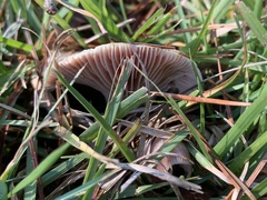 Lactarius paradoxus