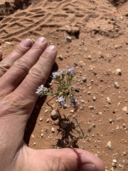 Polemoniaceae