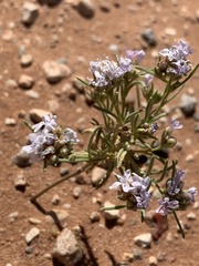 Polemoniaceae
