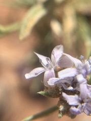 Polemoniaceae