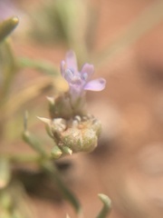 Polemoniaceae