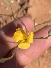 Linum aristatum