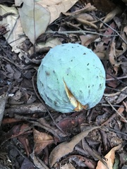 Annonaceae