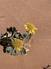 Gaillardia spathulata