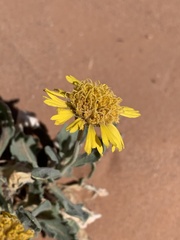 Gaillardia spathulata