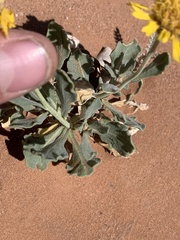 Gaillardia spathulata