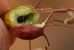 Heliophila variabilis