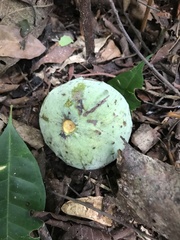 Annonaceae