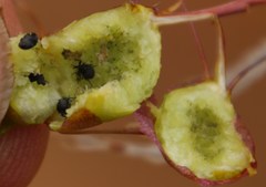 Heliophila variabilis