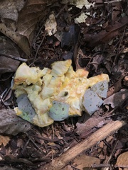 Annonaceae