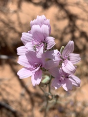 Lygodesmia juncea