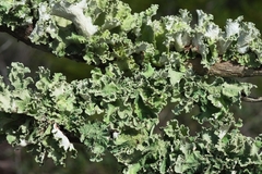 Parmotrema hypoleucinum