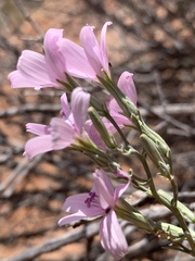 Lygodesmia juncea