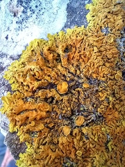 Xanthoria calcicola