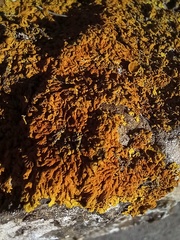 Xanthoria calcicola