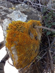 Xanthoria calcicola