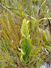 Disa cornuta