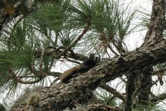 Sciurus niger shermani