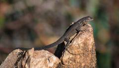 Urosaurus nigricauda