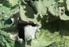 Parmotrema hypoleucinum