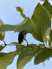 Sternocera chrysis