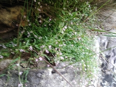 Lobelia eckloniana