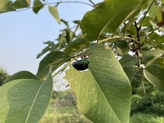 Sternocera chrysis