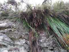 Trachyandra tabularis