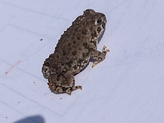 Anaxyrus compactilis