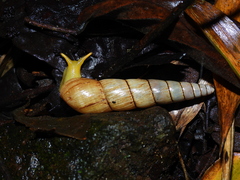 Obeliscus