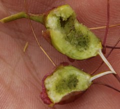 Heliophila variabilis