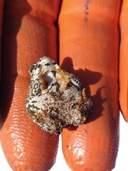 Anaxyrus compactilis