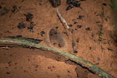 Partamona testacea
