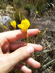 Bobartia filiformis