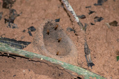 Partamona testacea