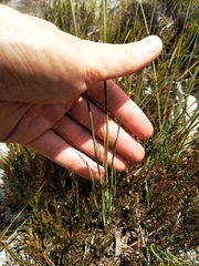 Bobartia filiformis