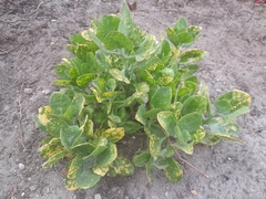 Osteospermum moniliferum