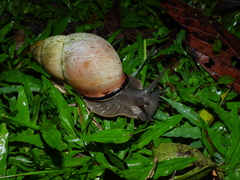 Megalobulimus oblongus