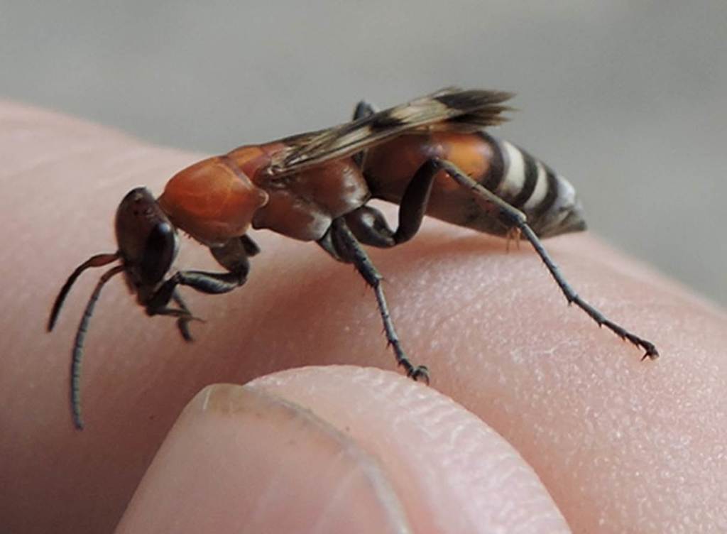 Psorthaspis legata