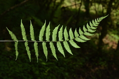 Metathelypteris gracilescens