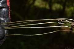 Metathelypteris gracilescens