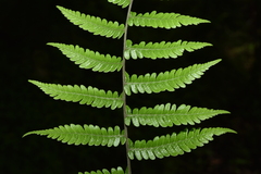 Metathelypteris gracilescens