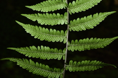 Metathelypteris gracilescens