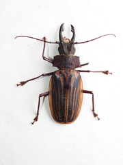 Macrodontia dejeani