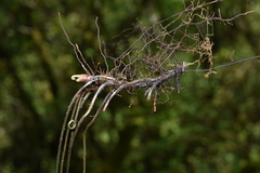 Metathelypteris gracilescens